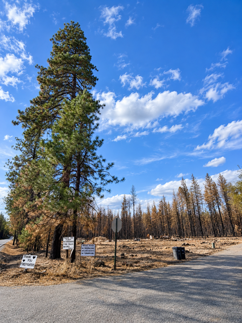 property after hazardous trees were removed for wildfire prevention