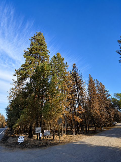 dead and hazardous trees before wildfire prevention removal