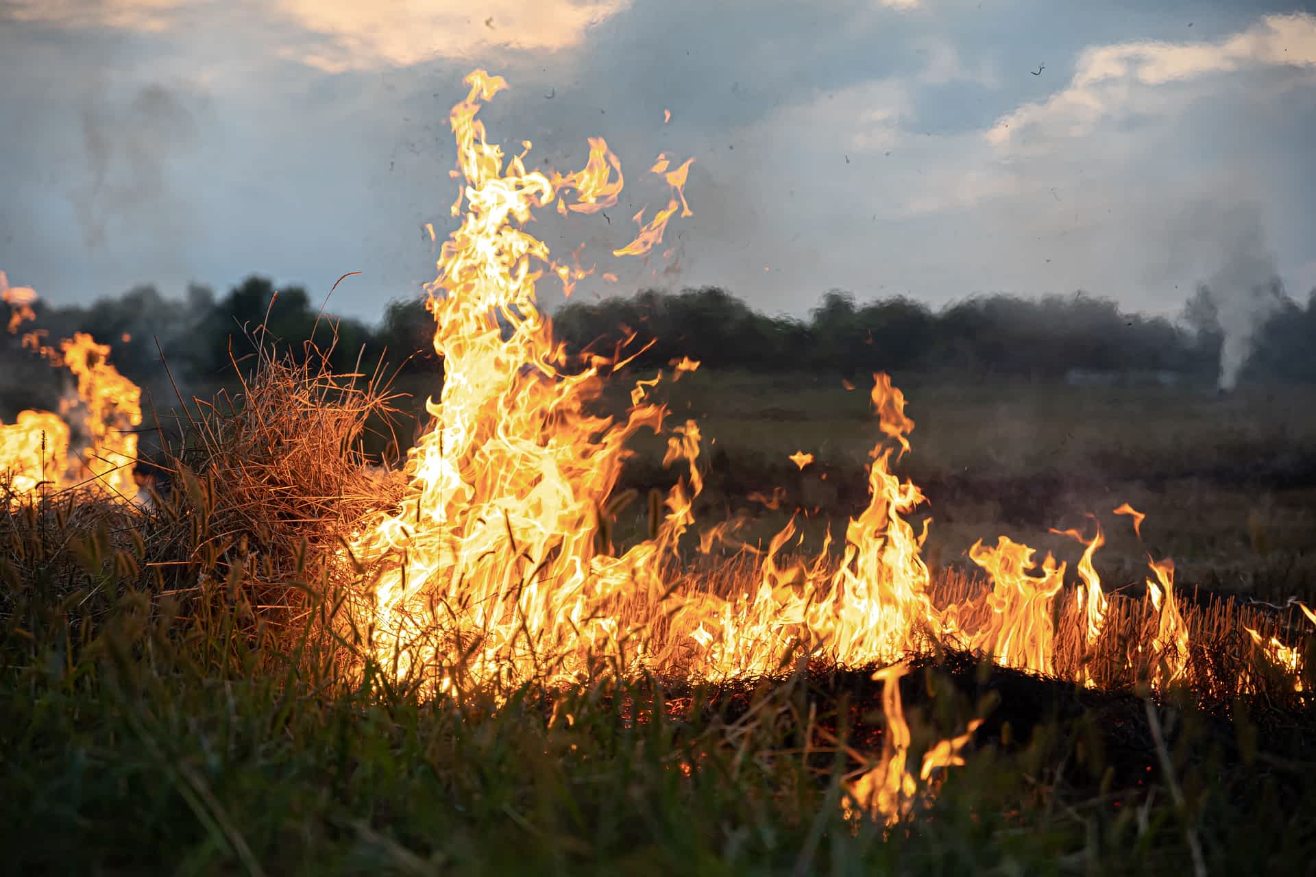 trees burning during a wildfire