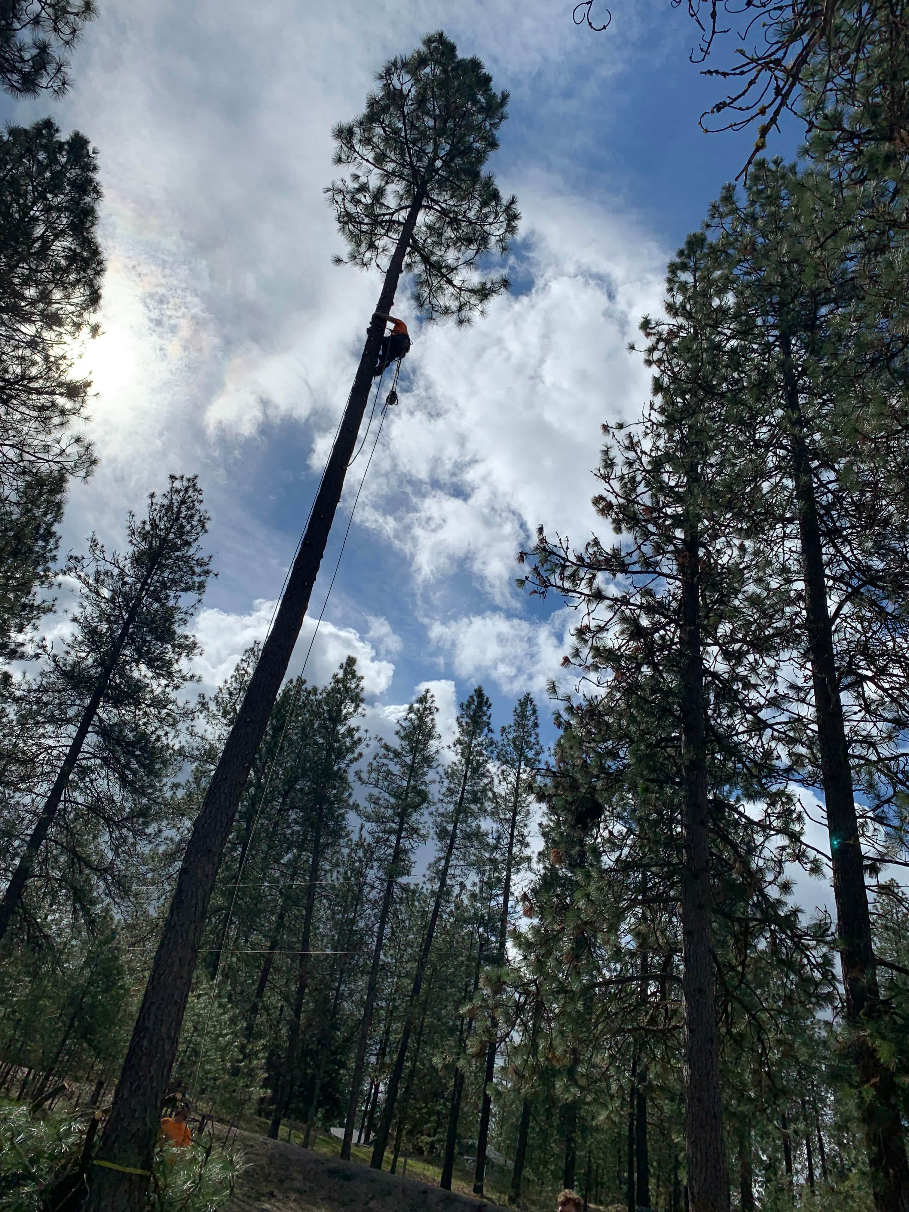 wide view of forest land needing wildfire cleanup