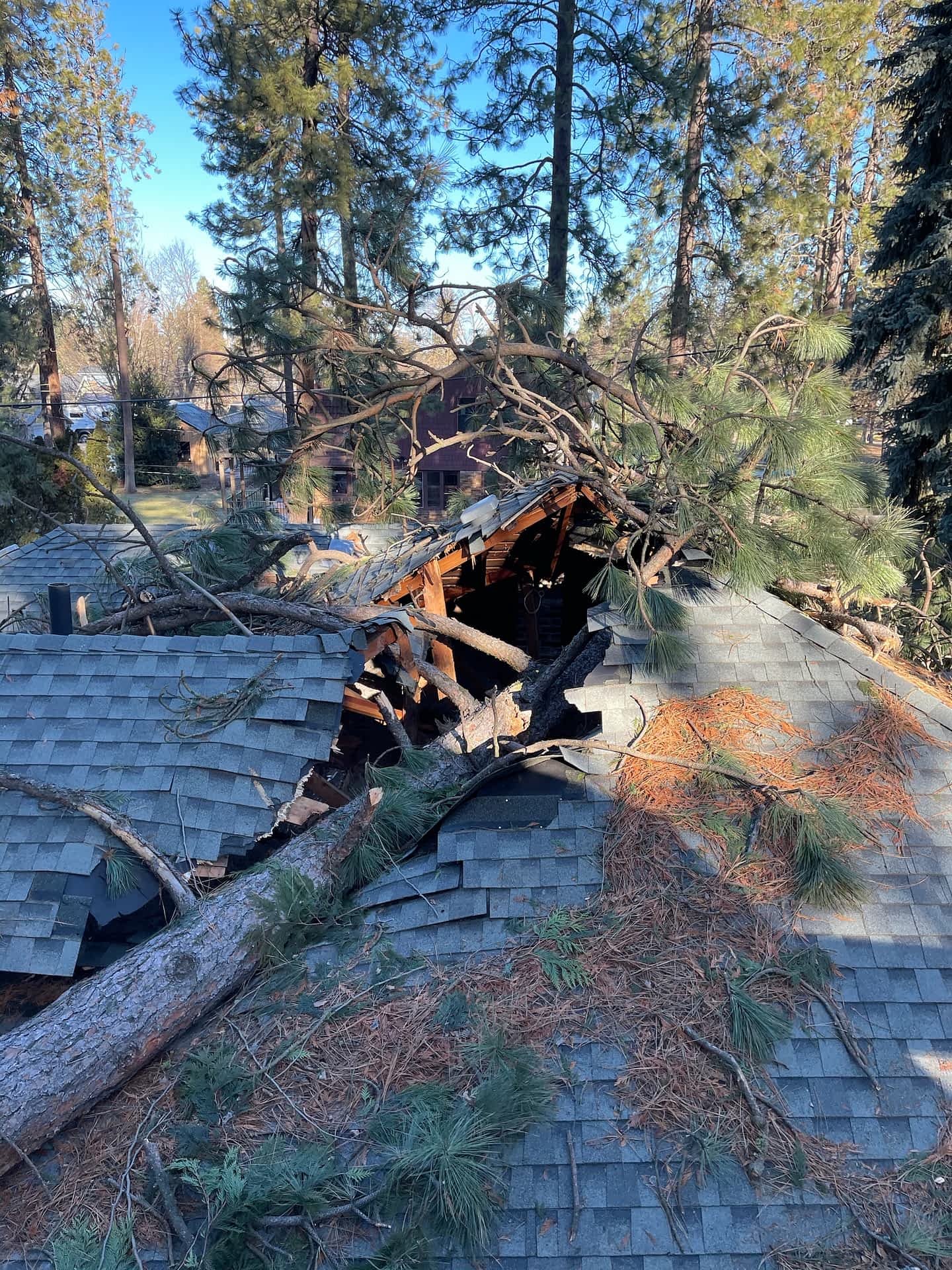 tree on house