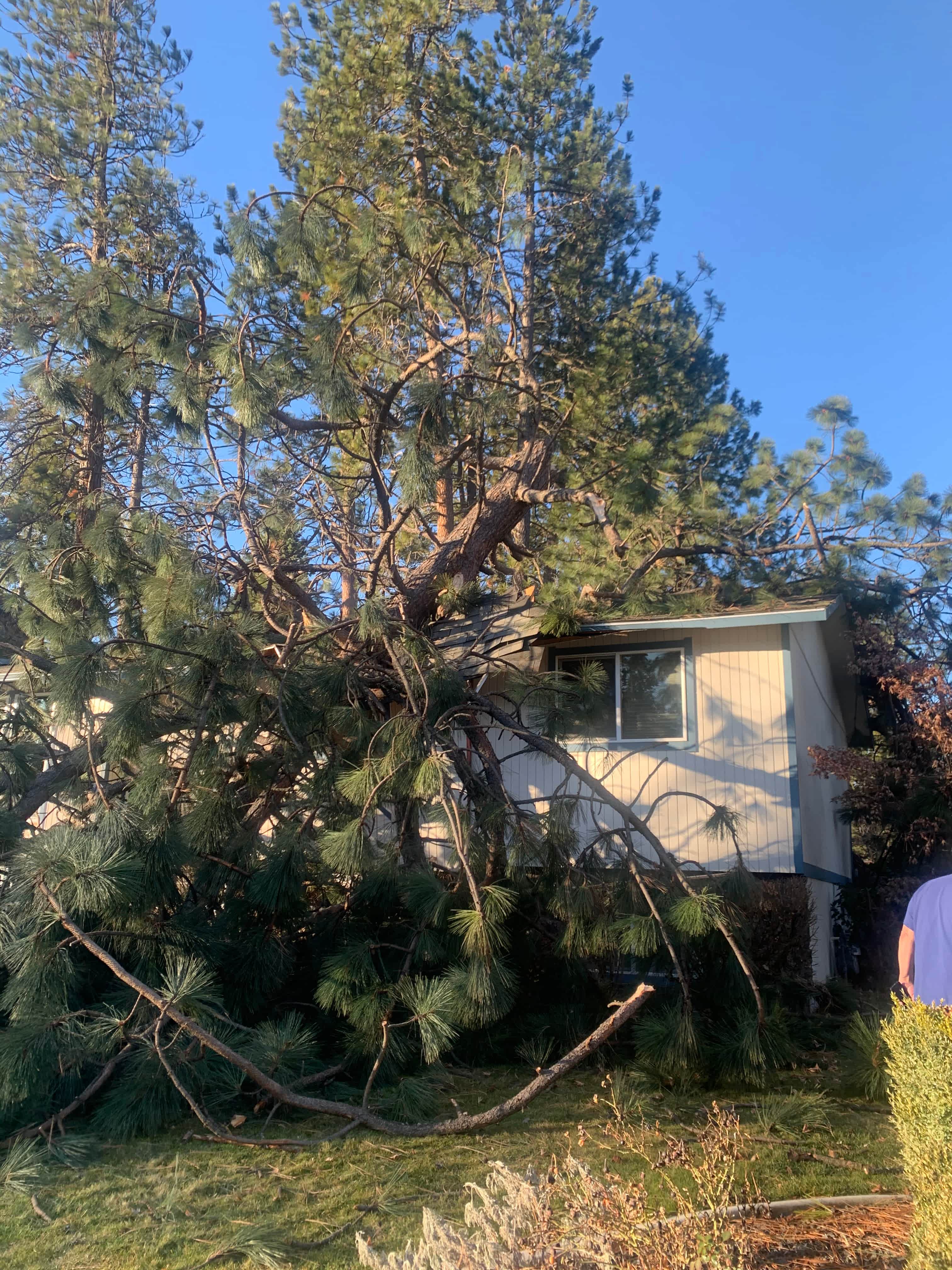 tree on house